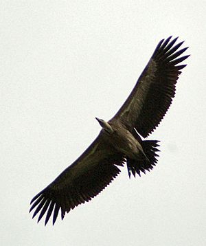 Long billed vulture