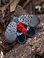 Lycorma delicatula 549226237