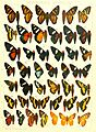 Macrolepidoptera15seit 0355
