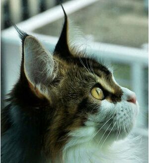 Maine coon profile