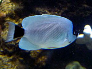 Masked Angelfish (Genicanthus personatus) - GRB.JPG