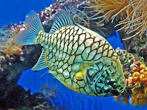 Monocentridae - Cleidopus gloriamaris.JPG