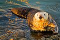Moss-landing-otter