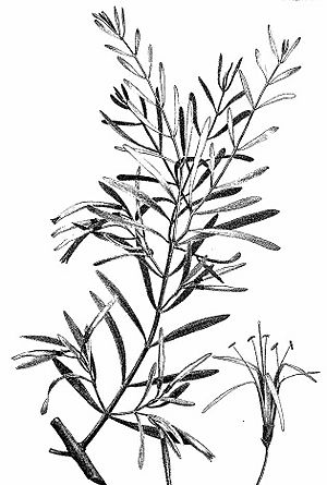 Muellerina bidwillii Loranthus bidwillii F.C.Wills (27866382219).jpg