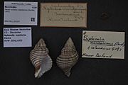 Naturalis Biodiversity Center - ZMA.MOLL.352227 - Penion sulcatus mandarinus (Duclos, 1831) - Buccinidae - Mollusc shell