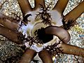 Neothyonidium magnum (Burrowing sea cucumber)