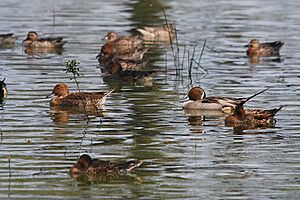 NorthernPintailDucks-Vedanthangal