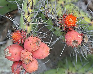 Opuntia stenopetala (20074558481).jpg