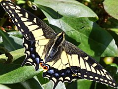 Papilio zelicaon-female