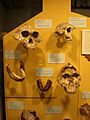 Paranthropus y Australopithecus