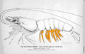 Penaeus diagram pleopods