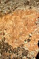 Petroglyph aka pictograph (ascribed to sheepeater era)