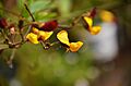 Pigeon pea flower at Sydney 2019