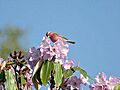 Pink browed Rosefinch (Male)- Himachal- IMG 3786