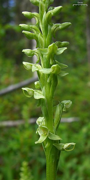 Platanthera huronensis - Flickr 003.jpg