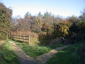 Pond on Bramblefields local nature reserve - geograph.org.uk - 605220