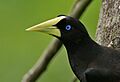 Psarocolius decumanus -Asa Wright Nature Centre, Northern Range, Trinidad, Trinidad and Tobago-8