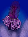 Qingjiang medusa
