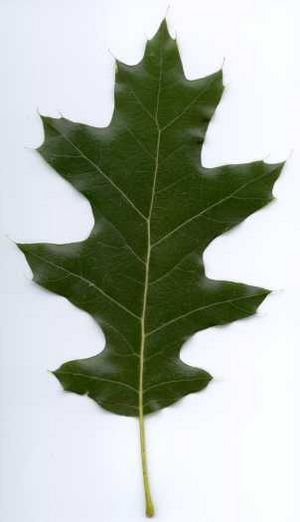 Quercus rubra-(EU)