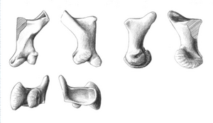 Manual bone