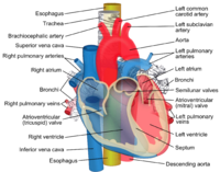 Diagram showing the esophagus passing behind the human trachea and heart.