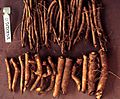 Root cuttings of Ulmus 'Dodoens'
