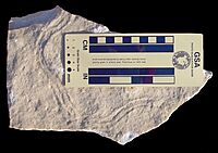 Rusophycus-like trace, possibly from the phyllocarid Arenosicaris inflata