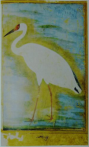 Siberian Crane