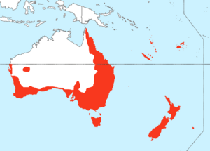 Silvereye range