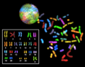 Sky spectral karyotype
