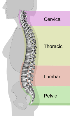 Spinal column curvature-en