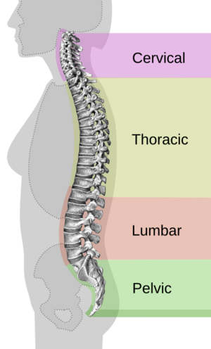 Spinal column curvature-en
