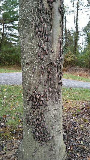 Spotted Lanternflies Red Maple 2019-10-17