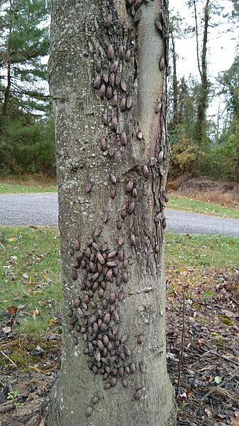 Spotted Lanternflies Red Maple 2019-10-17