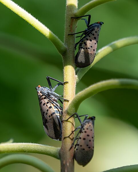 Spotted lanternflies in BBG (42943)