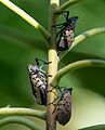 Spotted lanternflies in BBG (42943)