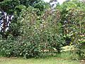 Starr 070617-7322 Coffea arabica