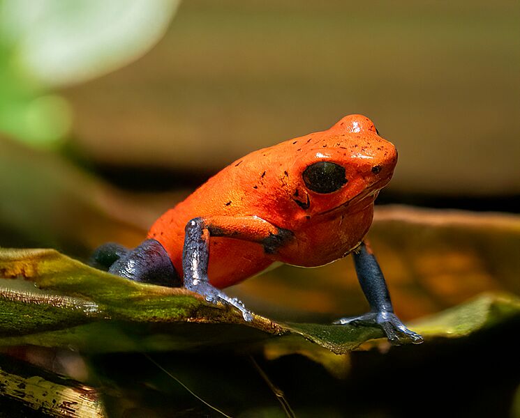 Strawberry poison dart frog (70539)