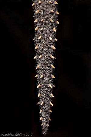 Strophurus williamsi tail features 