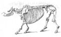 Sumatran Rhino skeleton