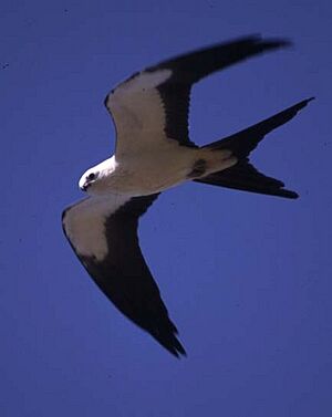 Swallowtailedkite
