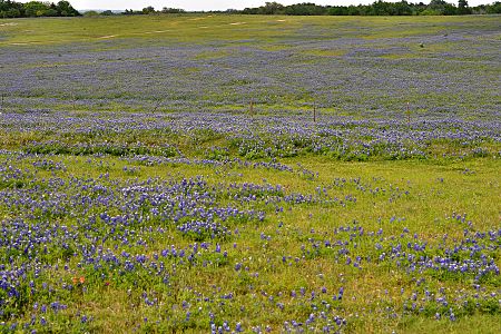 Texas bluebonnets (Lupinus texensis) in the Blackland Prairie eco-region. Highway 532 east of Gonzalez, Gonzalez County, Texas, USA (19 April 2014)