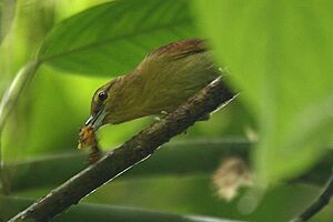 Thamnistes anabatinus -NW Ecuador-6.jpg