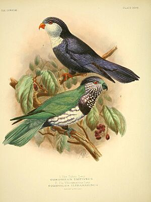 The Loriidae - Plate XXVII.jpg