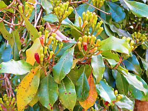 The flowers of clove tree in Pemba island
