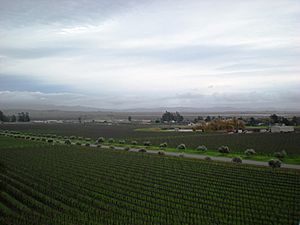 The view from Gloria Ferrer - Stierch