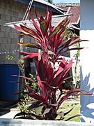 Ti plant (Cordyline fruticosa) Buton Island