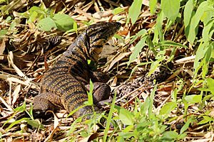 Gold tegu Facts for Kids