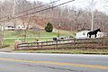 Twilight Borough, Pennsylvania horses
