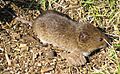 Twnsend's Vole 9247a